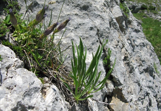 Gentiana acaulis