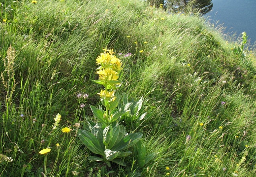 Gentiana lutea