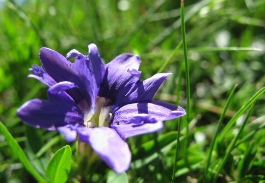 Gentiana pyrenaica