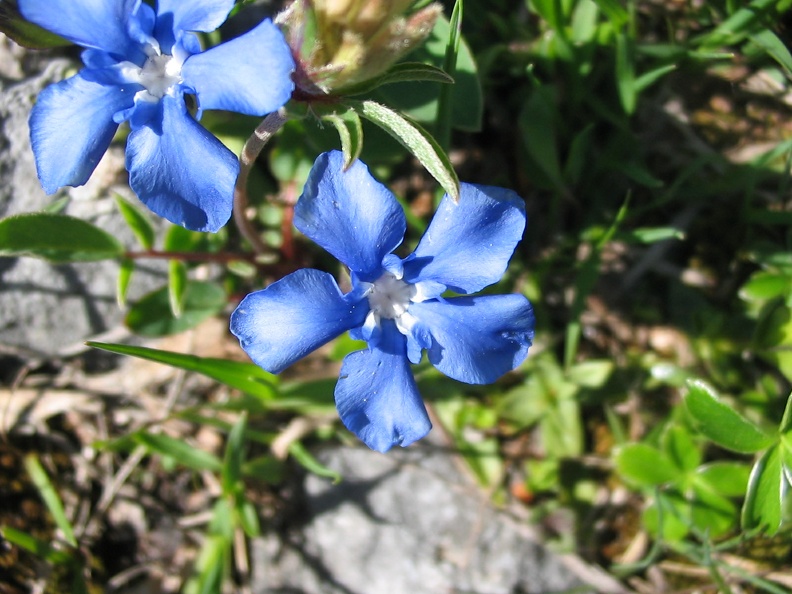 Gentiana verna1.jpg