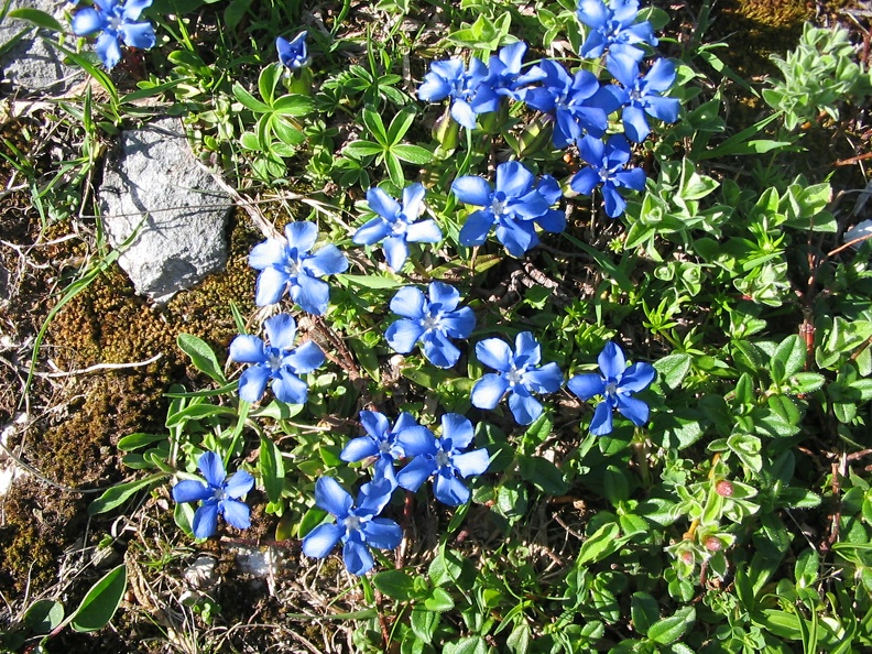 Gentiana verna2.jpg
