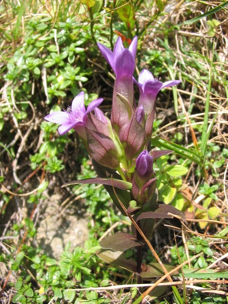 Gentianella campestris3.jpg