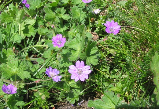 Geranium pyrenaïcum