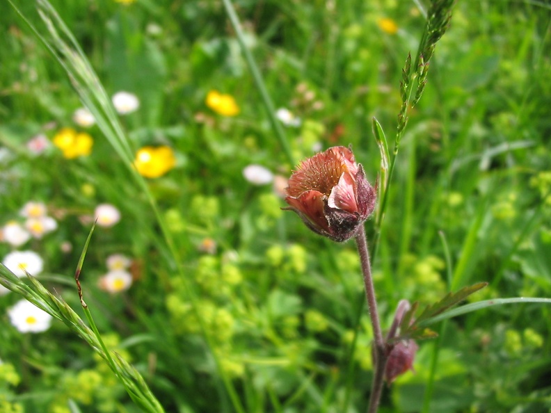 Geum rivale3.jpg