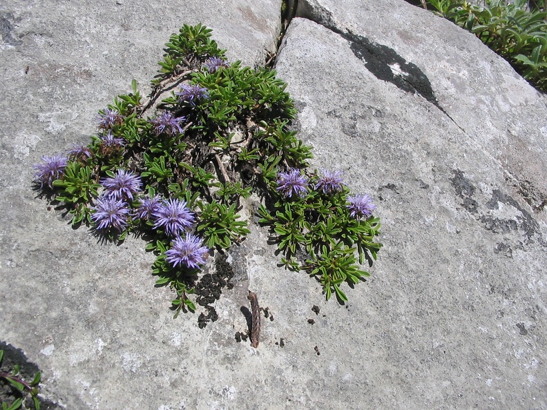 Globularia repens.jpg