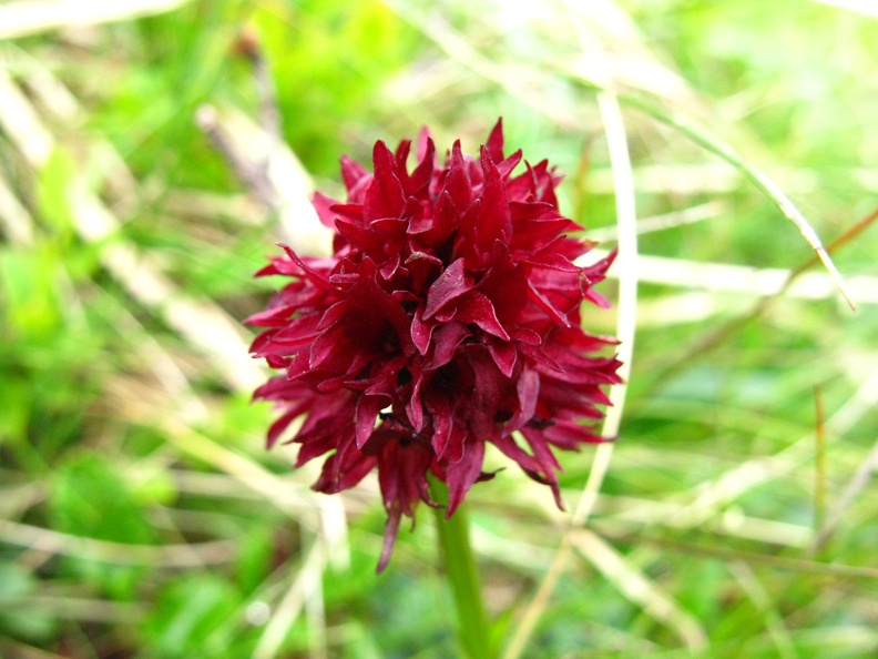 Gymnadenia austriaca 1.jpg