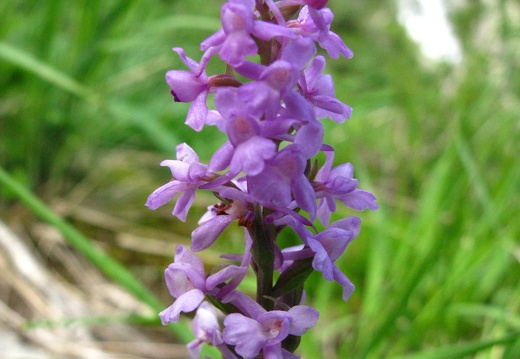 Gymnadenia conopsea