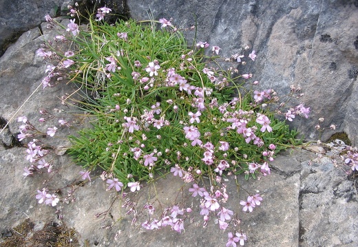Gypsophila repens
