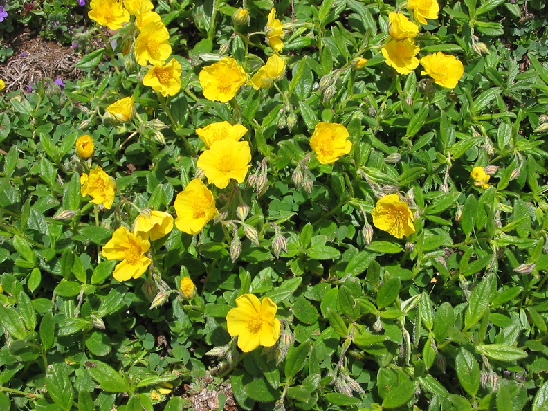 Helianthemum nummularia.jpg
