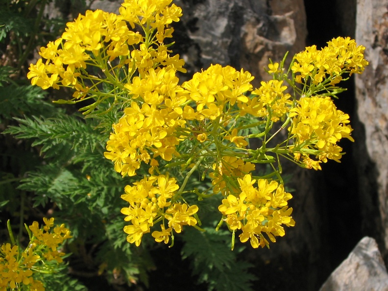 Hugueninia tanacetifolia