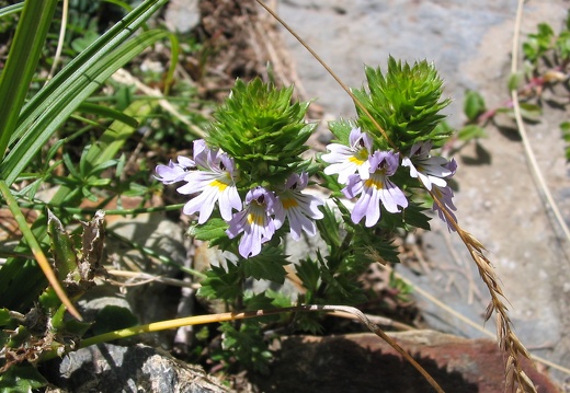 Euphrasia alpina
