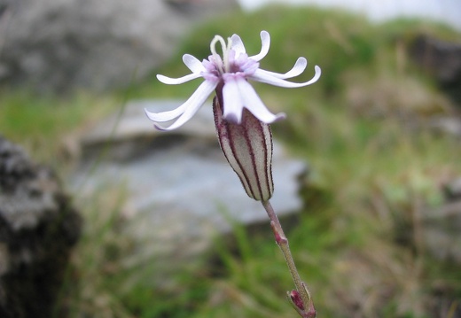 Silene ciliata