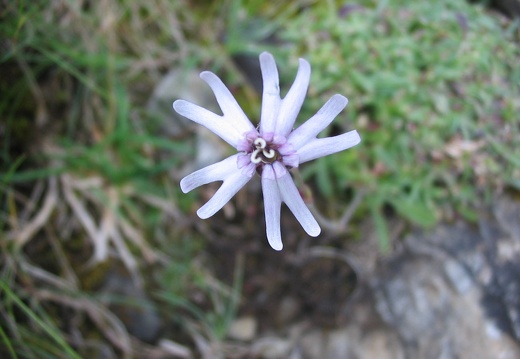 Silene ciliata