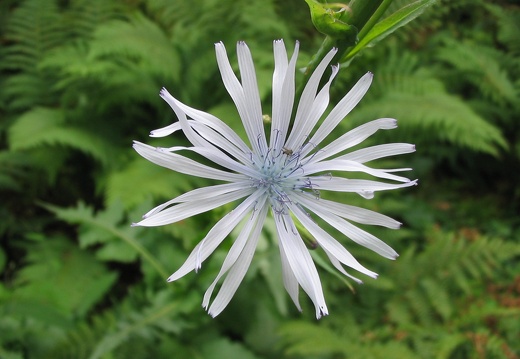 Lactuca plumieri