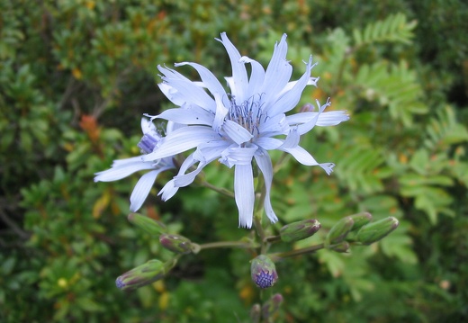Lactuca plumieri