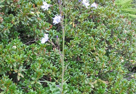 Lactuca plumieri