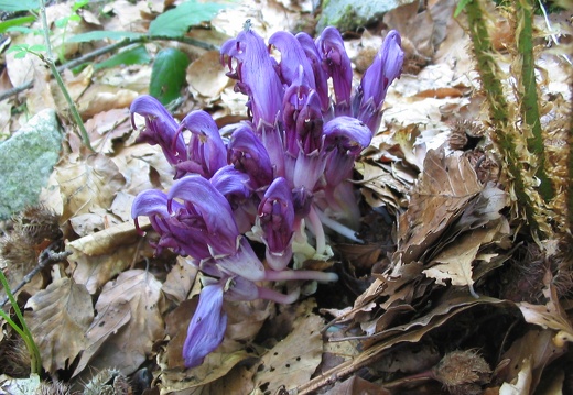 Lathraea clandestina