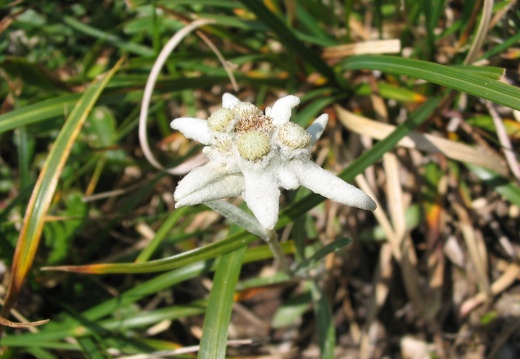 Leontopodium alpinum