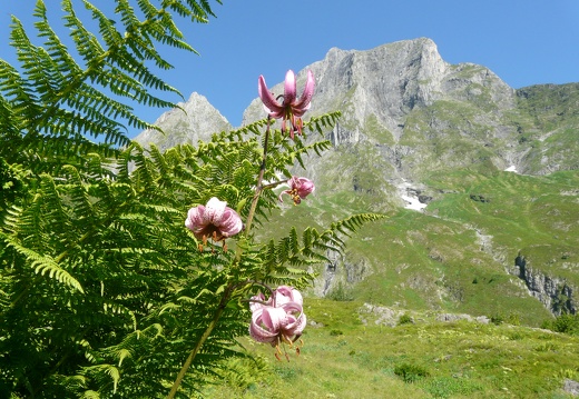 Lilium martagon