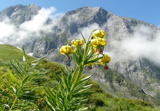 Lilium pyrenaicum
