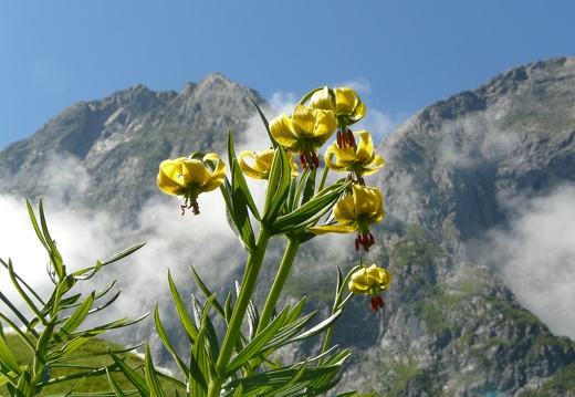 Lilium pyrenaicum