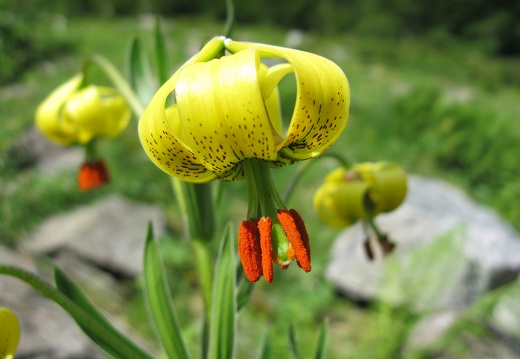 Lilium pyrenaicum
