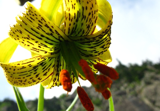 Lilium pyrenaicum