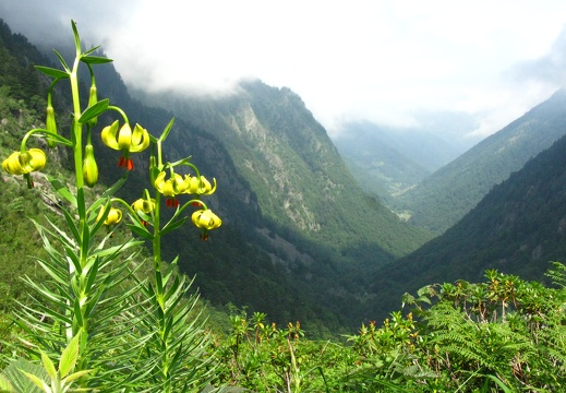 Lilium pyrenaicum