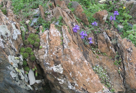 Linaria alpina