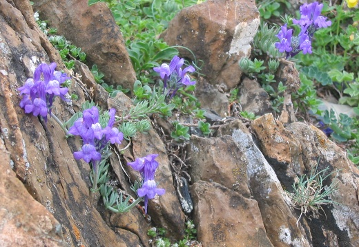 Linaria alpina