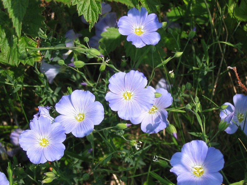 Linum alpinum2.jpg
