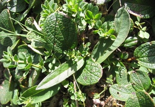 Salix retusa