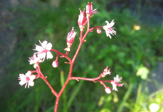 Saxifraga umbrosa