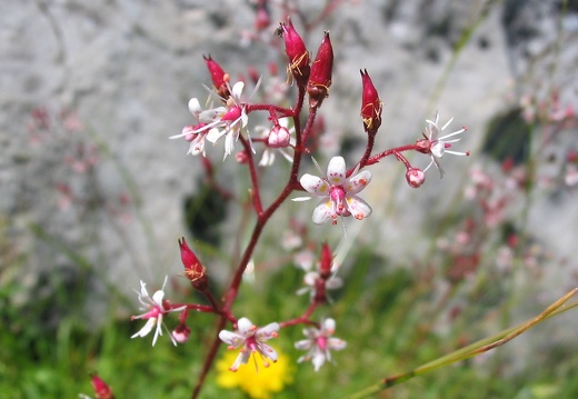Saxifraga umbrosa