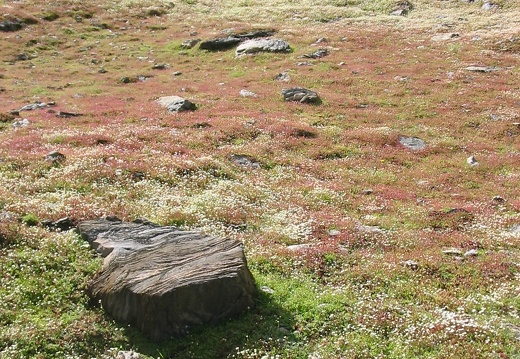 Saxifraga