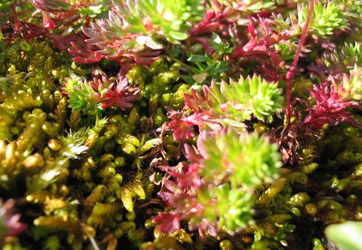 Saxifraga
