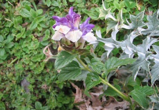 Scutellaria alpina