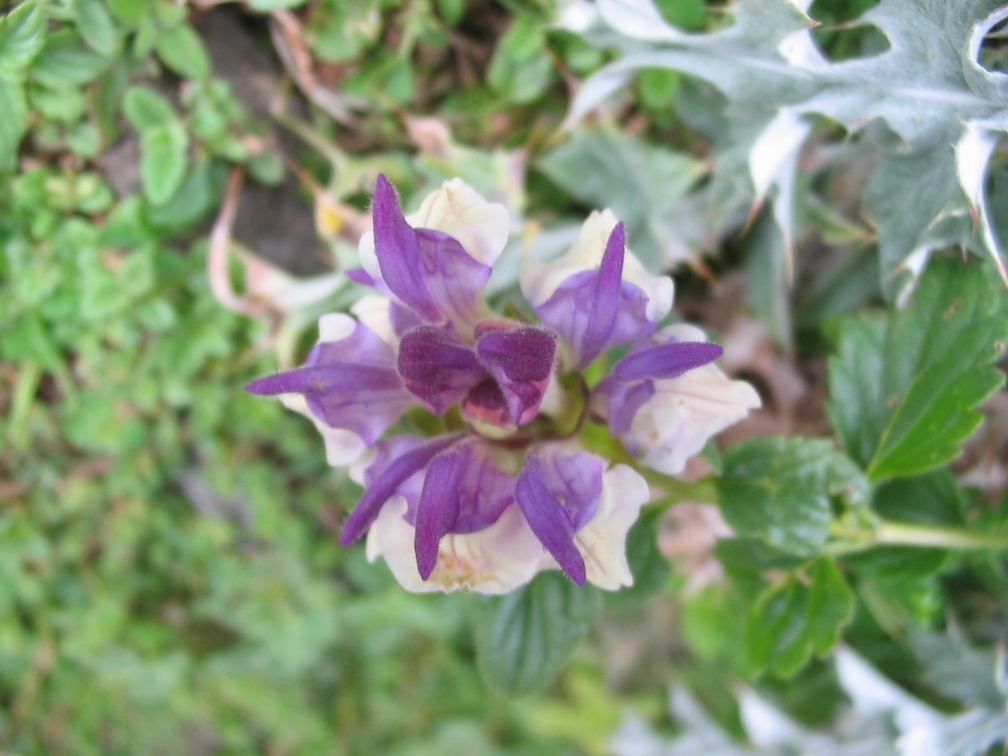 Scutellaria alpina