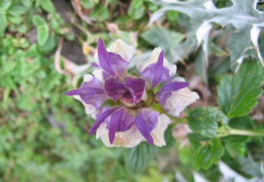 Scutellaria alpina