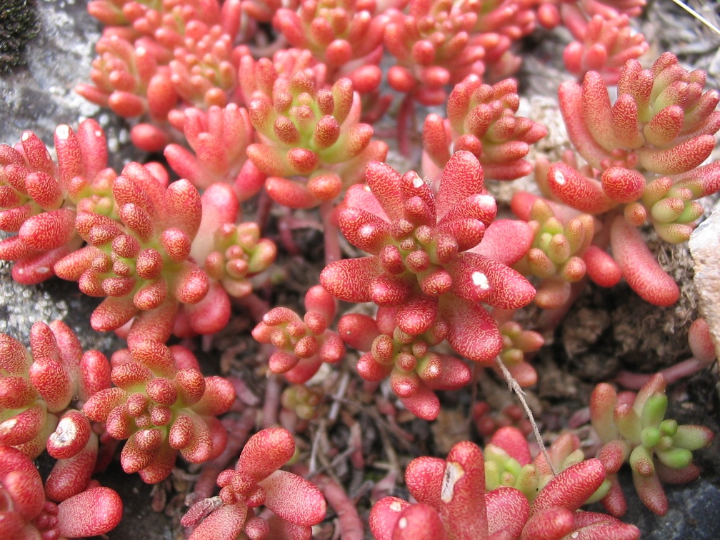 Sedum album