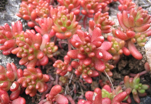 Sedum album