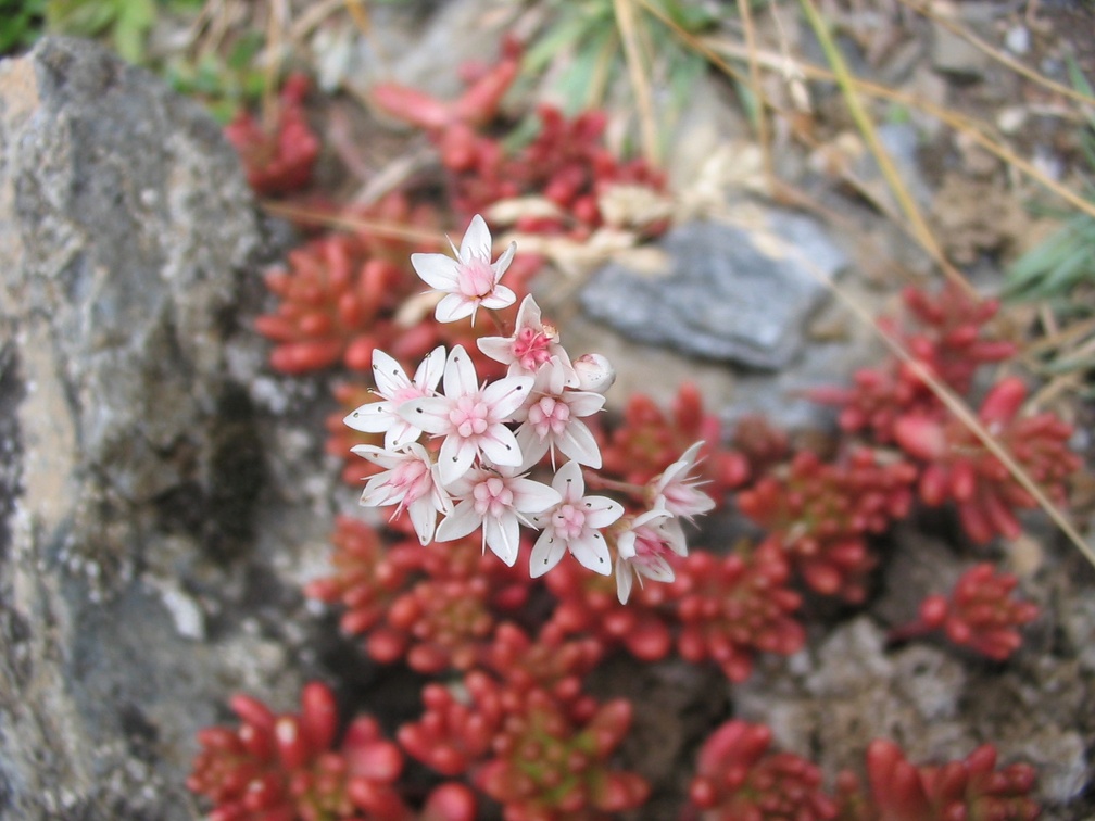 Sedum album