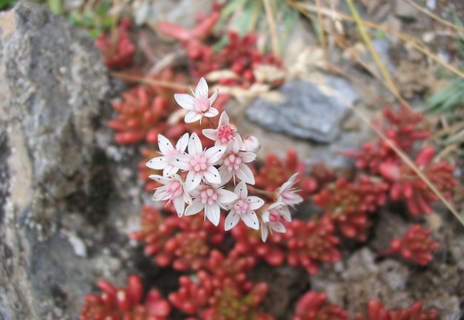 Sedum album