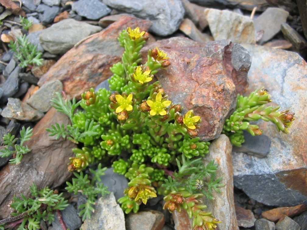 Sedum alpestre