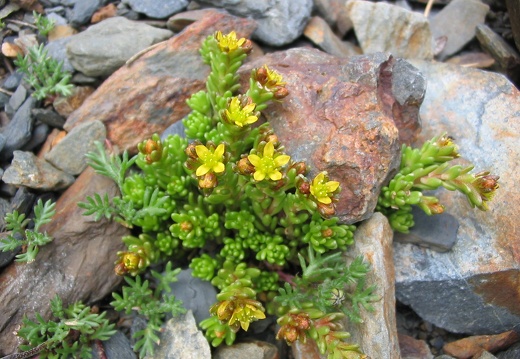 Sedum alpestre