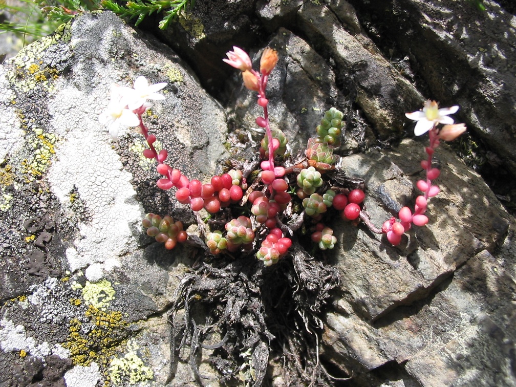 Sedum brevifolium