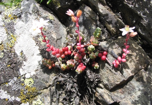 Sedum brevifolium