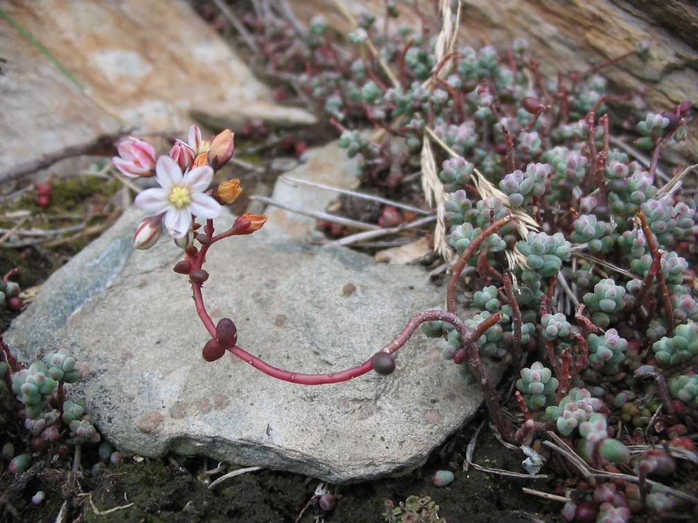 Sedum brevifolium