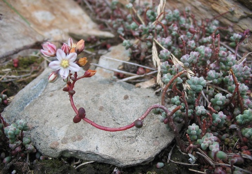 Sedum brevifolium