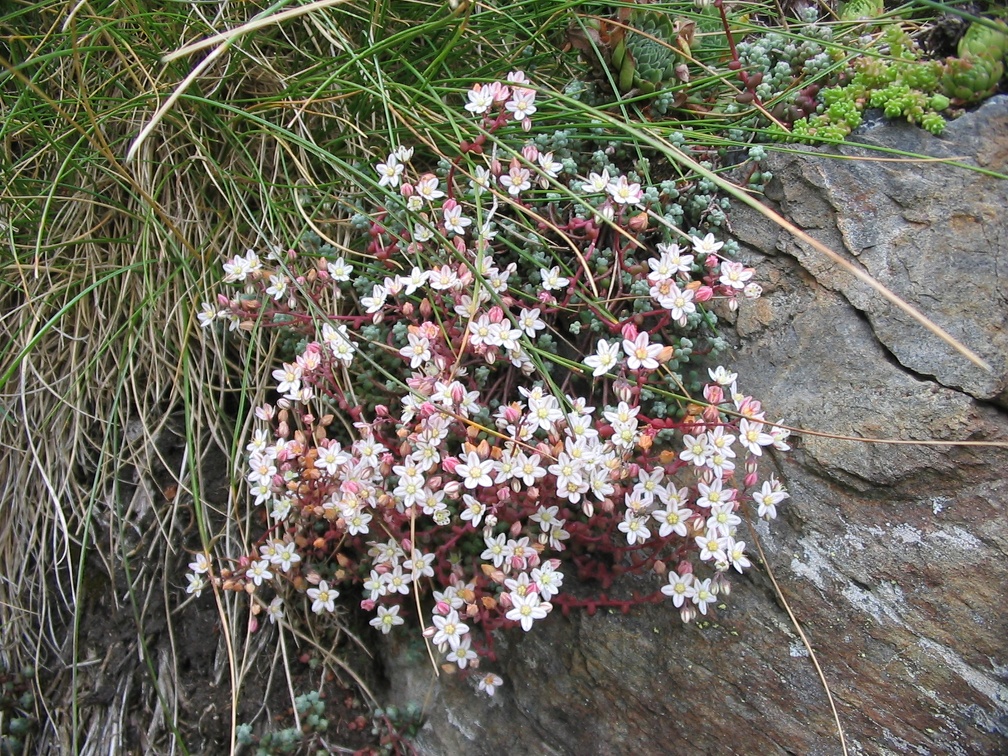 Sedum brevifolium